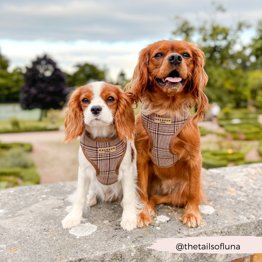 Pup Plaid Justerbar hundesele