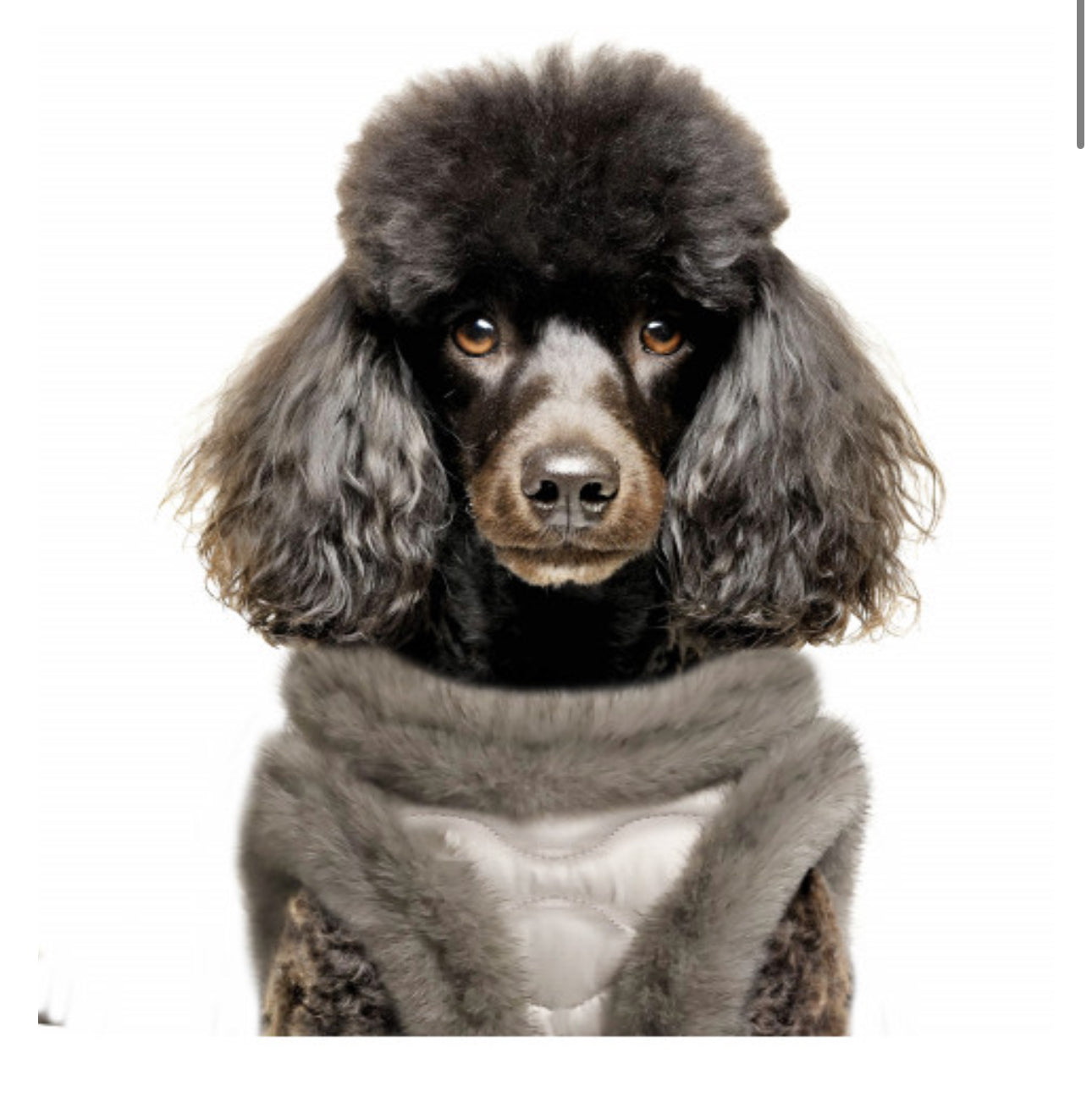 ENOLA HARNESS fra Milk & Pepper