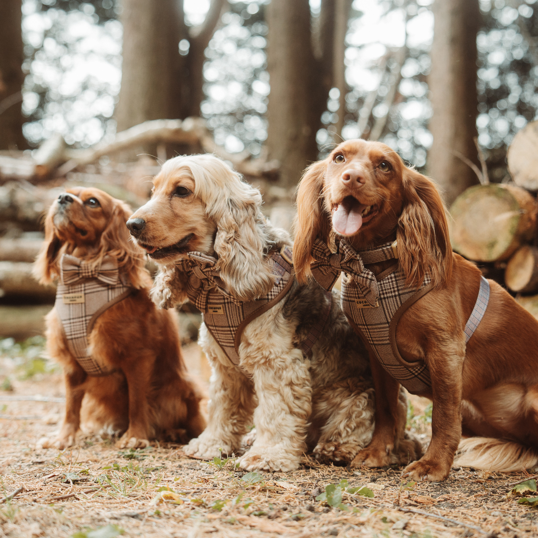 Pup Plaid Justerbar hundesele